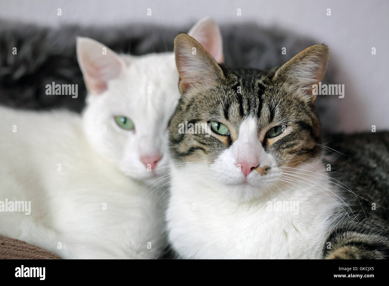 Amici del gatto Foto Stock