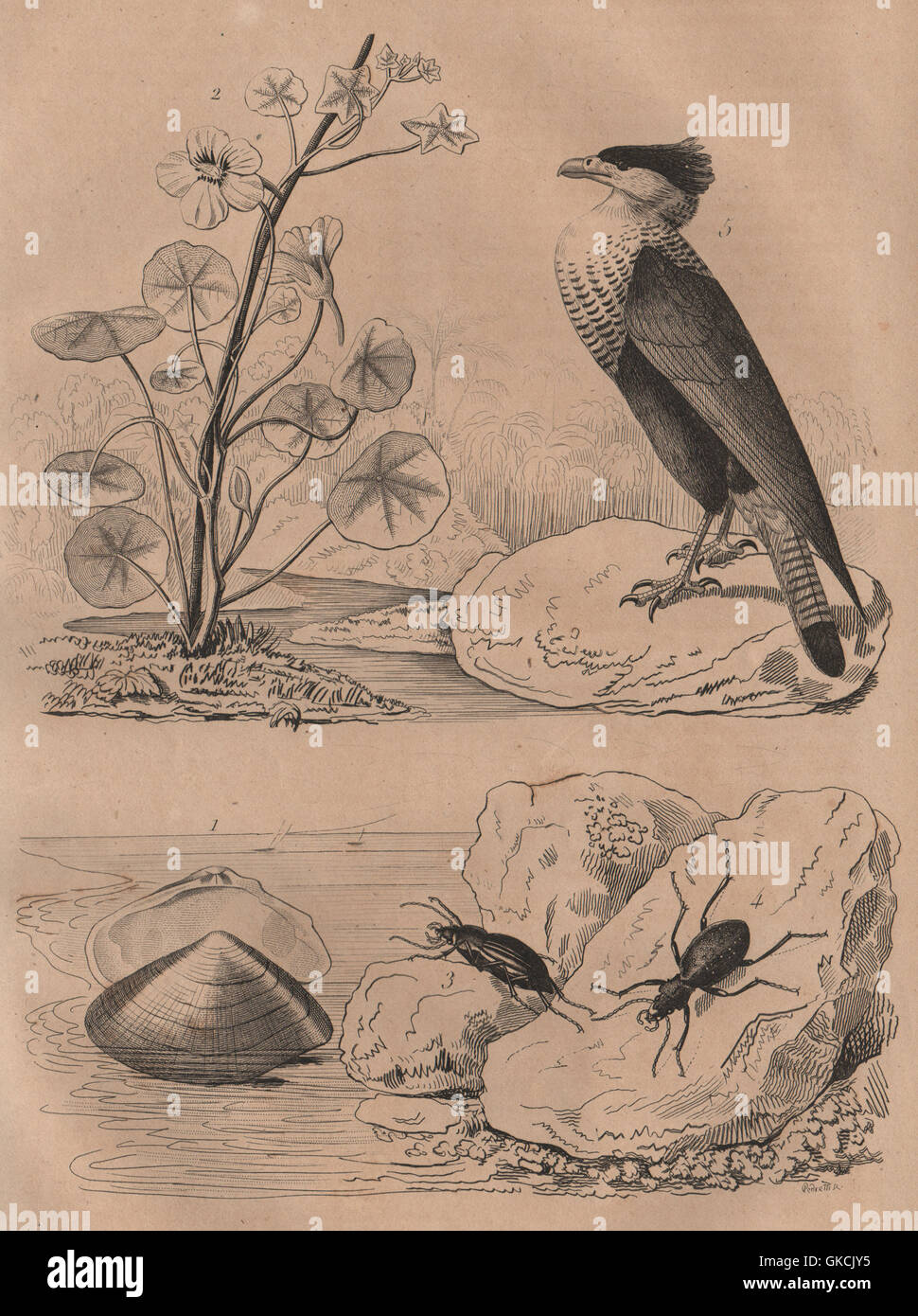 Capsa (Asaphis deflorata). I Nasturzi Carabidi (terra coleotteri). Caracara, 1834 Foto Stock
