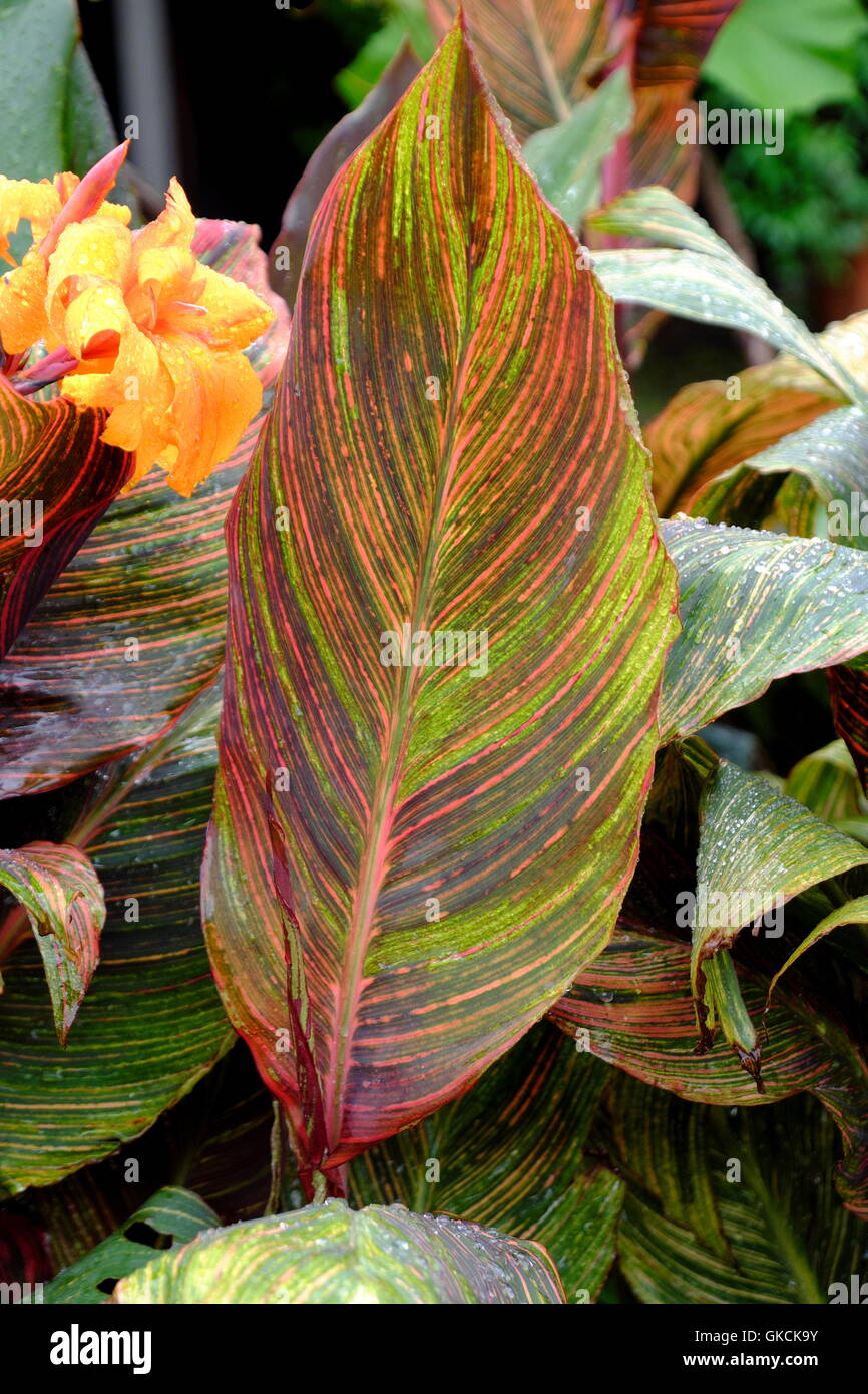 Cannaceae canna. Foglie di canna in primo piano e fiore in background. Foto Stock