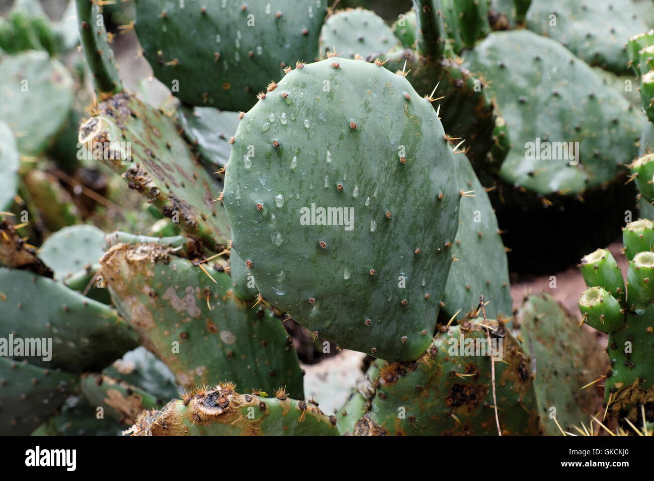 Cactaceae, l' Opuntia ficus indica pianta. Foto Stock