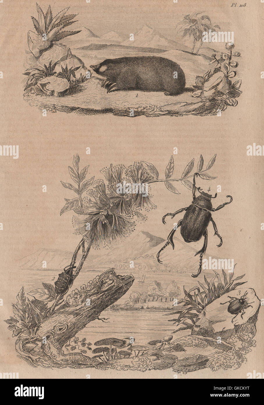 Golden mole. Curculione di zaffiro. Chrysomelidae. Foglia splendente chafer beetle, 1834 Foto Stock