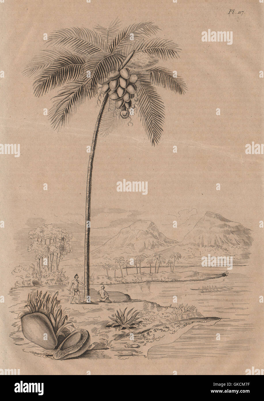 Noci di cocco: Cocotier (albero di cocco). Palm, antica stampa 1834 Foto Stock