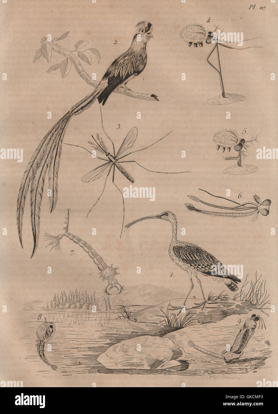 Uccelli: Courlis (Curlew). Quetzal. Cugino Cranefly, antica stampa 1834 Foto Stock