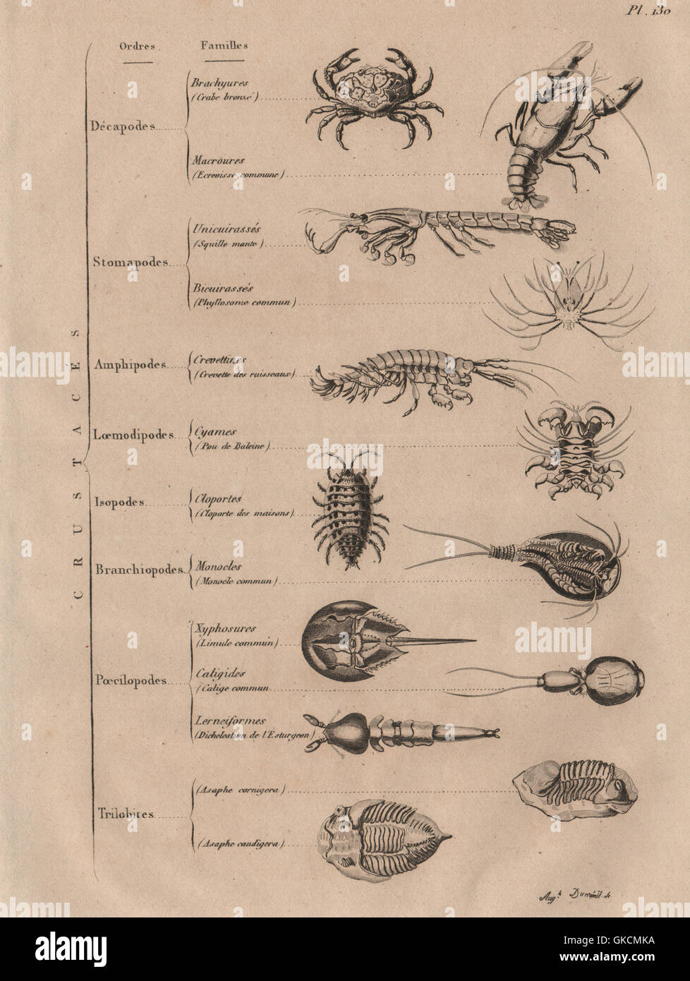 Crostacei: Crustacés (crostacei), antica stampa 1834 Foto Stock