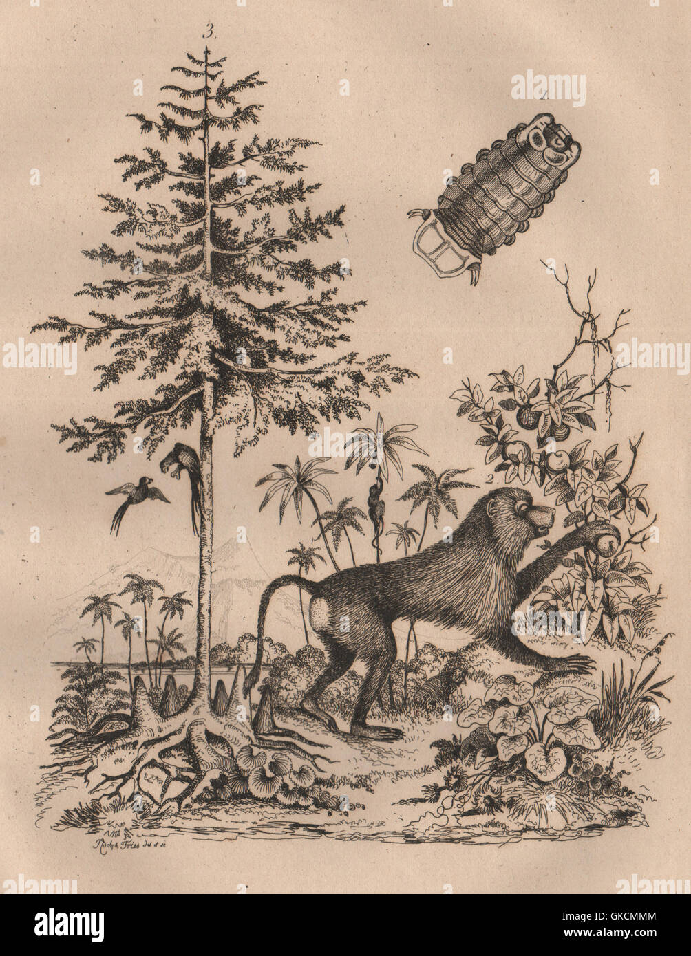 Cymothoa (lingua-eating pidocchio). Cynocephalus (giallo babbuino). Il cipresso, 1834 Foto Stock