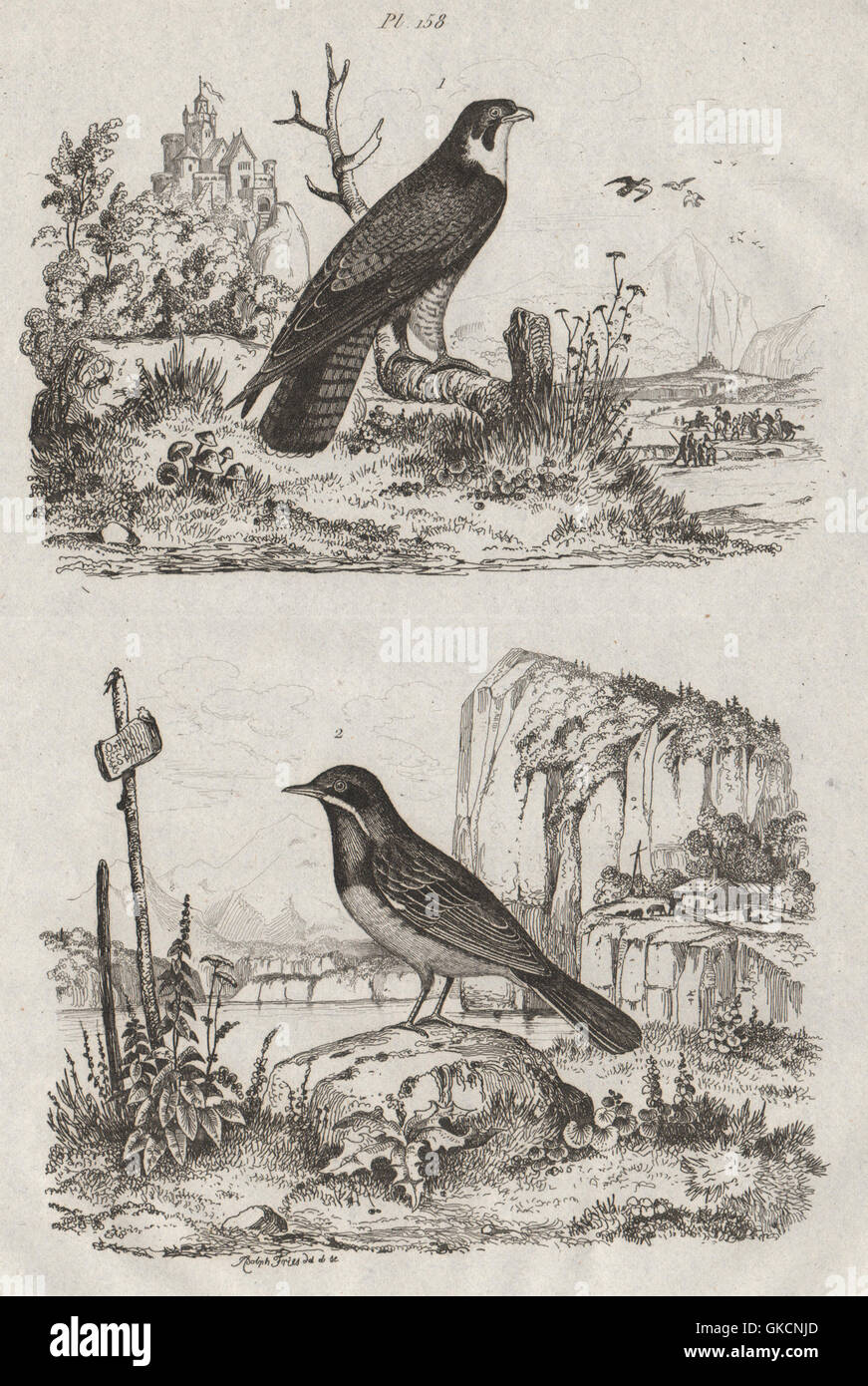 Uccelli: Faucon (Falcon). Fauvette (trillo), antica stampa 1834 Foto Stock