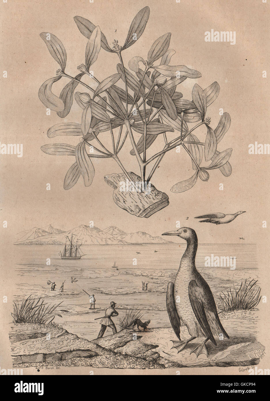 Gui (vischio). Guillemot. Uccelli, antica stampa 1834 Foto Stock