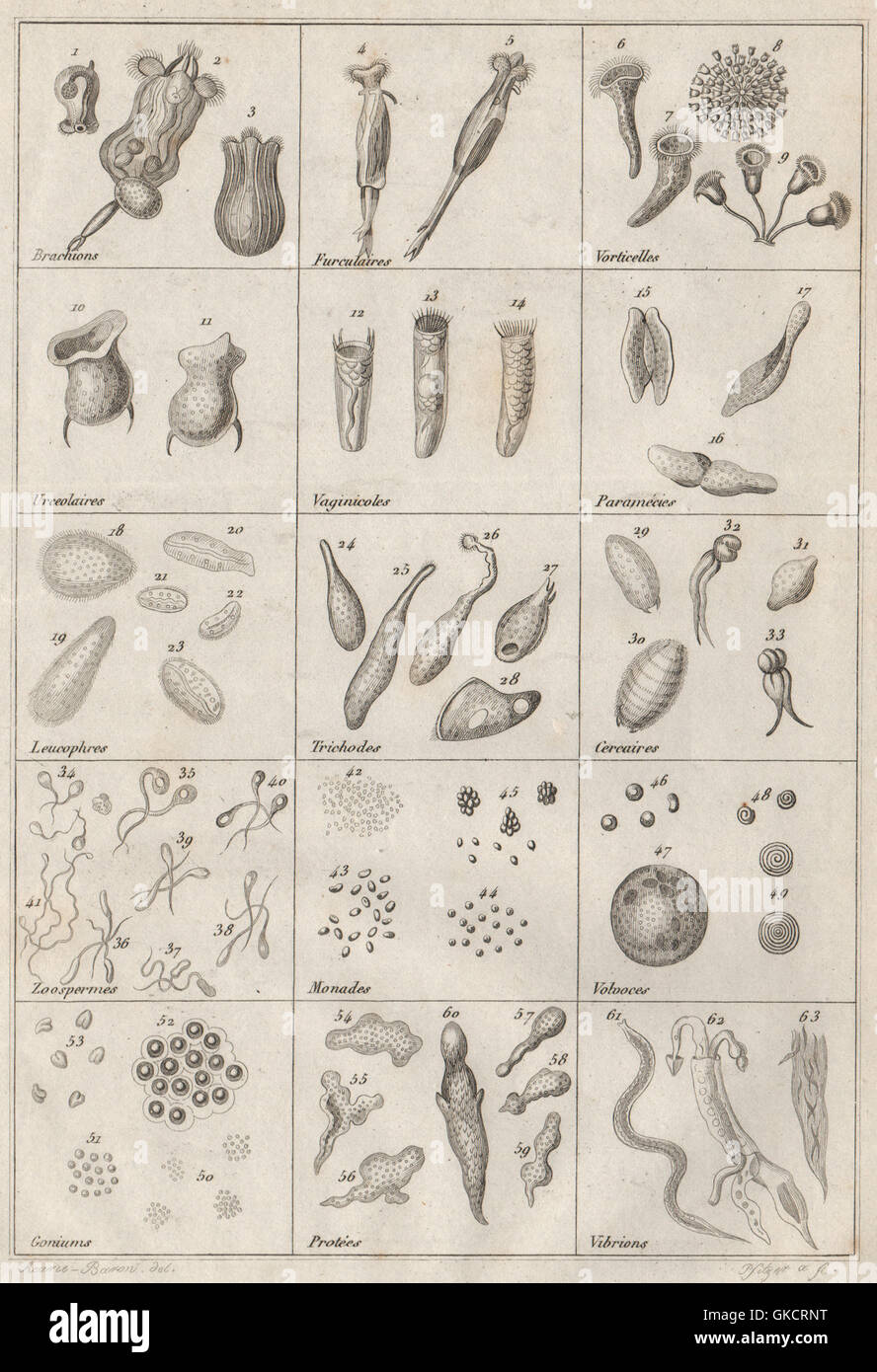 Geologia: Infusoires Infusoria (MI), antica stampa 1834 Foto Stock