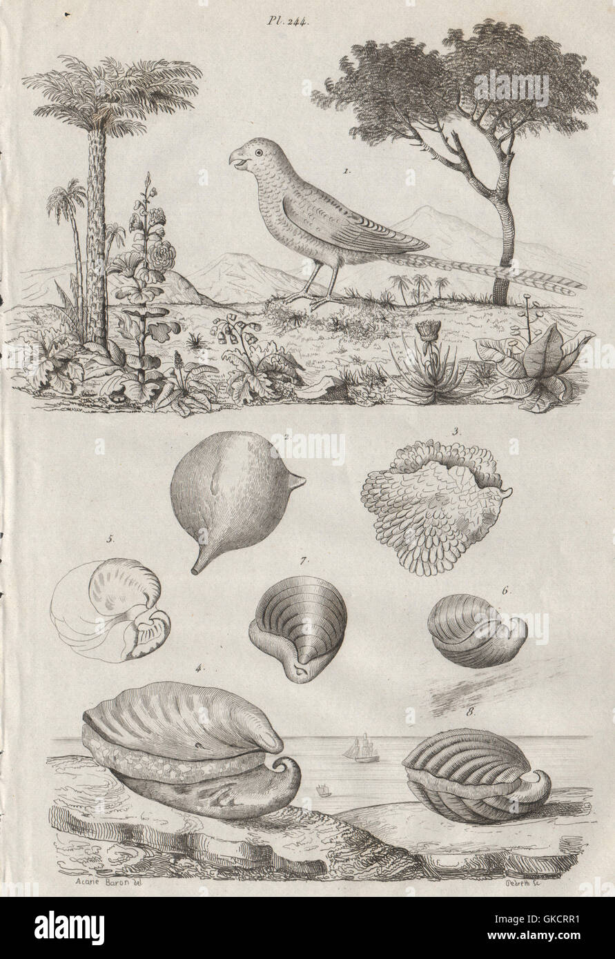 Pappagallo di massa. Inocarpus (Tahiti castagno). Inoceramus mollusco estinto, 1834 Foto Stock