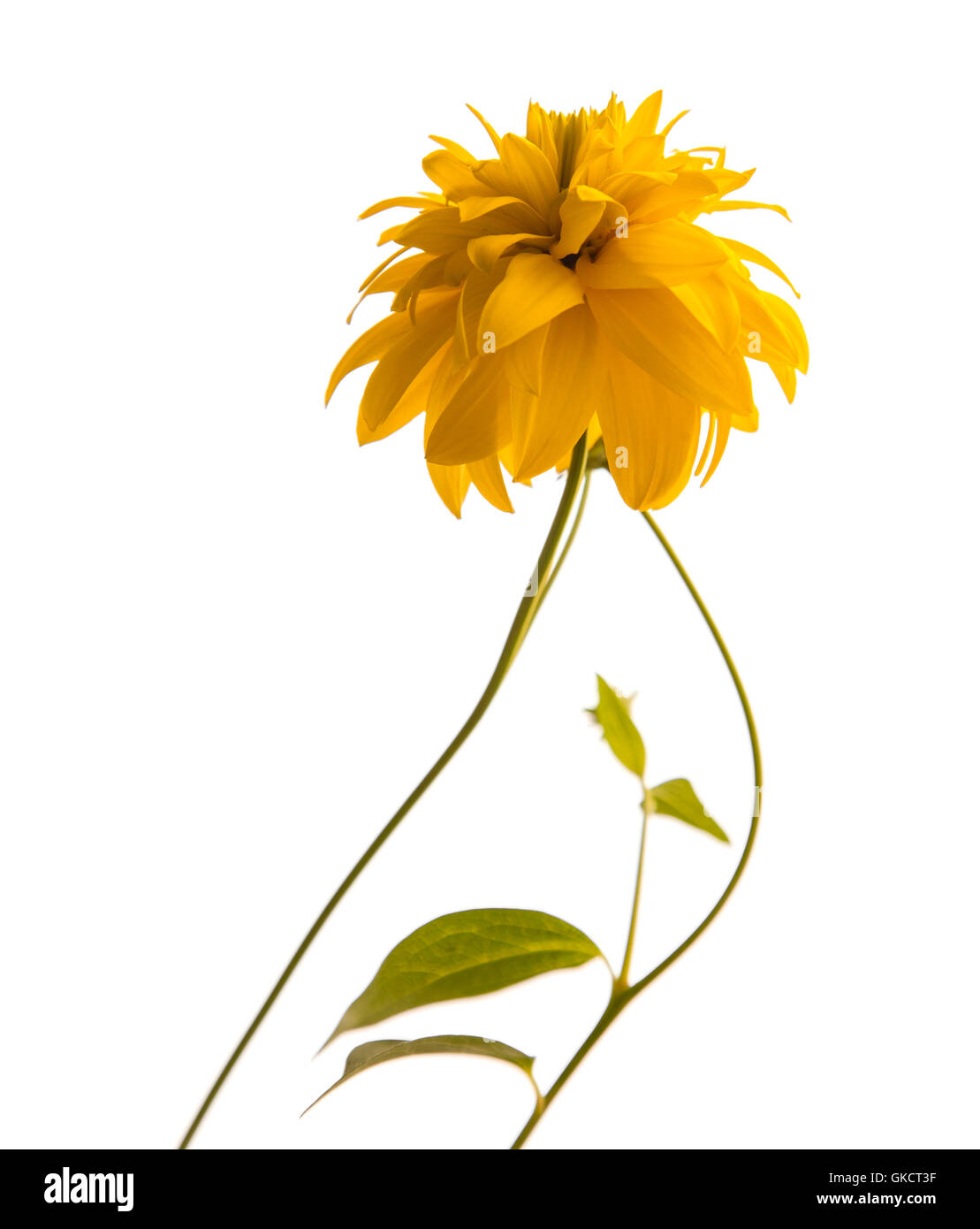 Bagliore dorato, Rudbekia laciniata fiore isolato su bianco Foto Stock