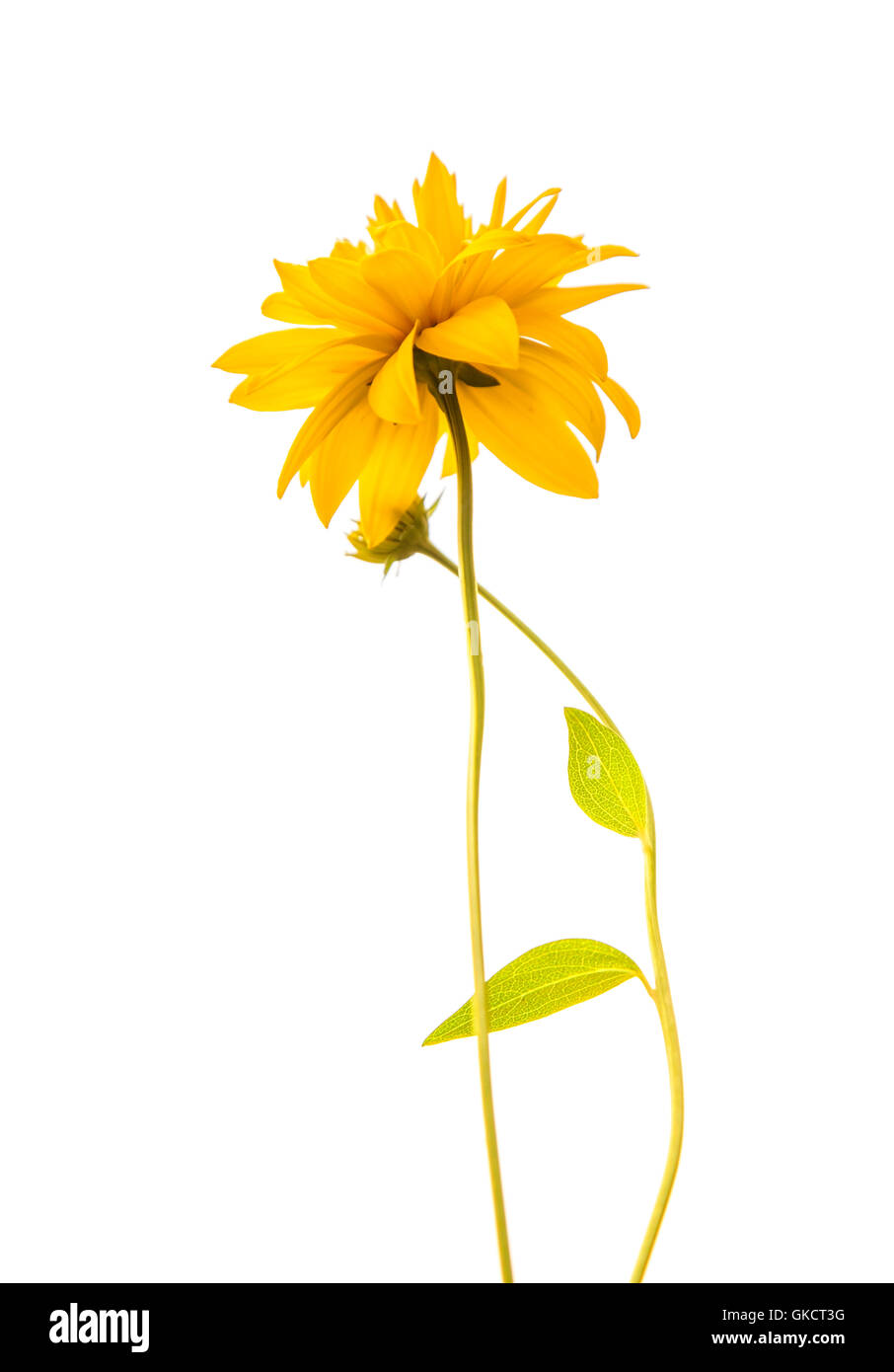 Bagliore dorato, Rudbekia laciniata fiore isolato su bianco Foto Stock