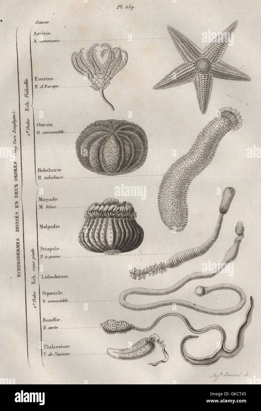 Gli echinodermi: in 2 ordini. La classificazione. Animali marini, antica stampa 1834 Foto Stock