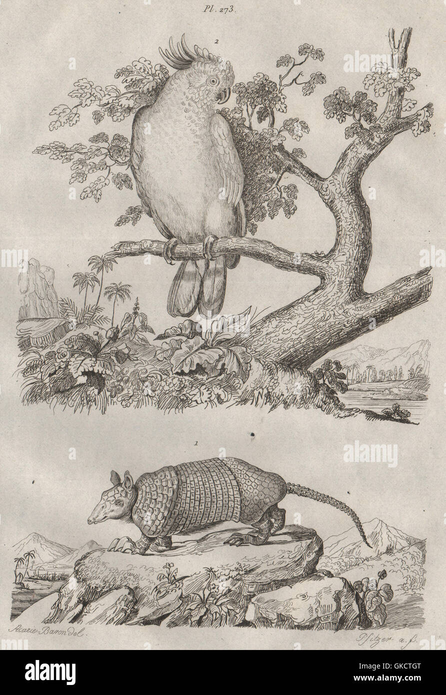 Kabassou (Cabassous armadillo). Kakatoes (cacatua). Giallo/Suplhur crested 1834 Foto Stock