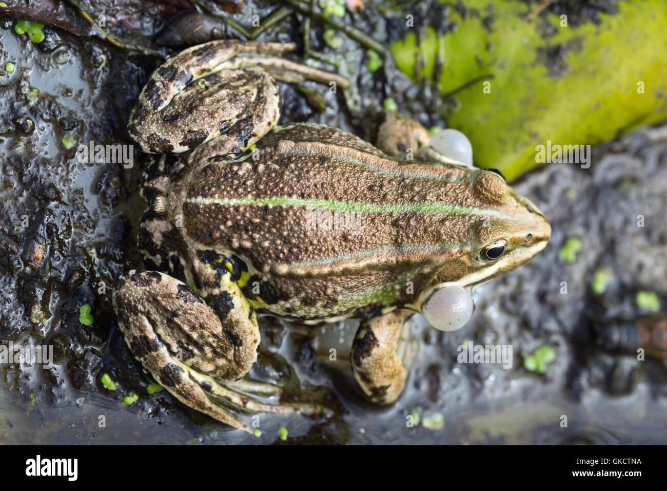 Piscina (Rana lessonae Pelophylax). Chiamata maschio. Gonfiato vocal laterale sacs L. Foto Stock