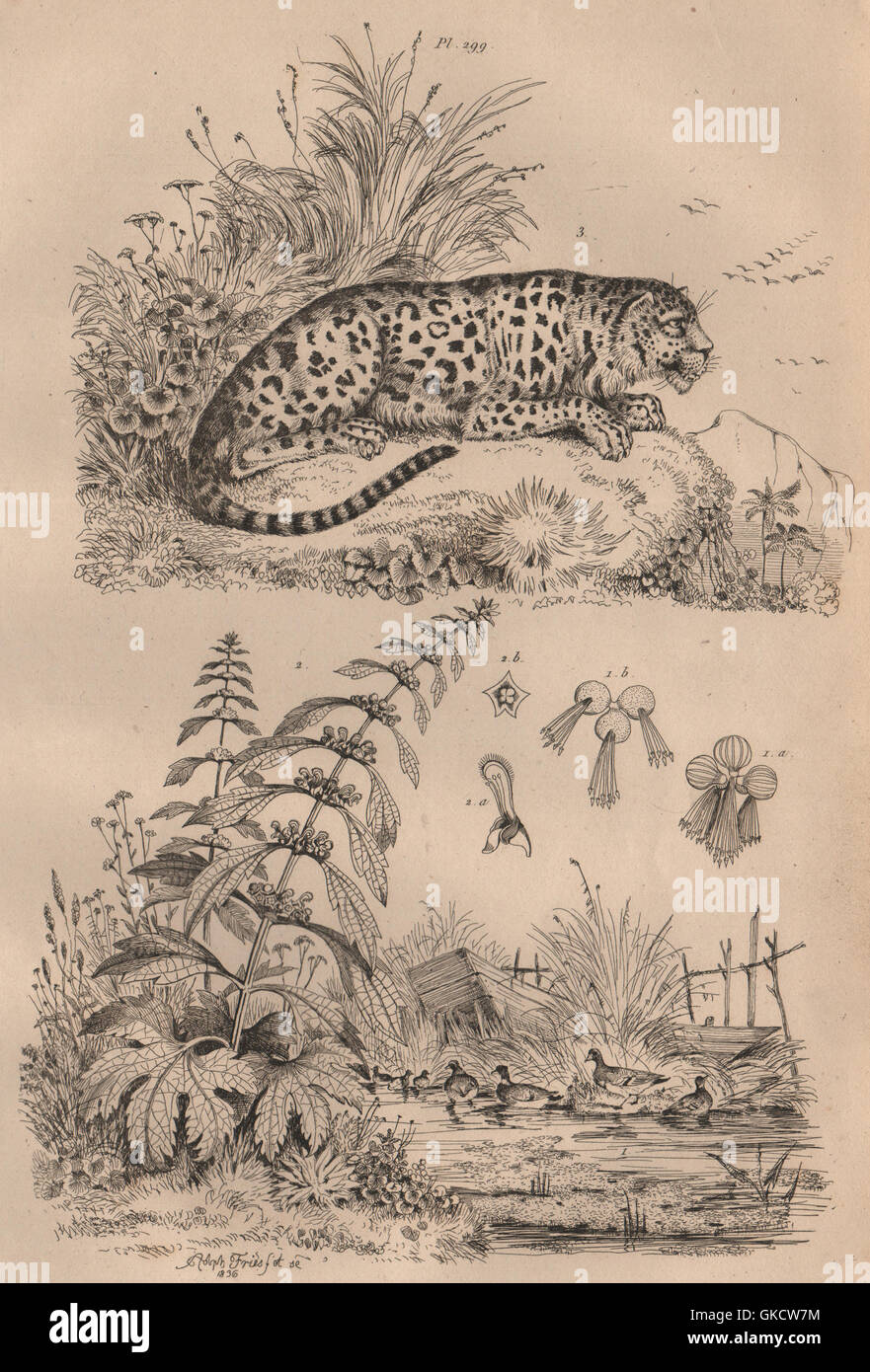Leopardi: Lenticule (lenticchie d'acqua). Leonotis leonurus (leone la coda). Leopard, 1834 Foto Stock