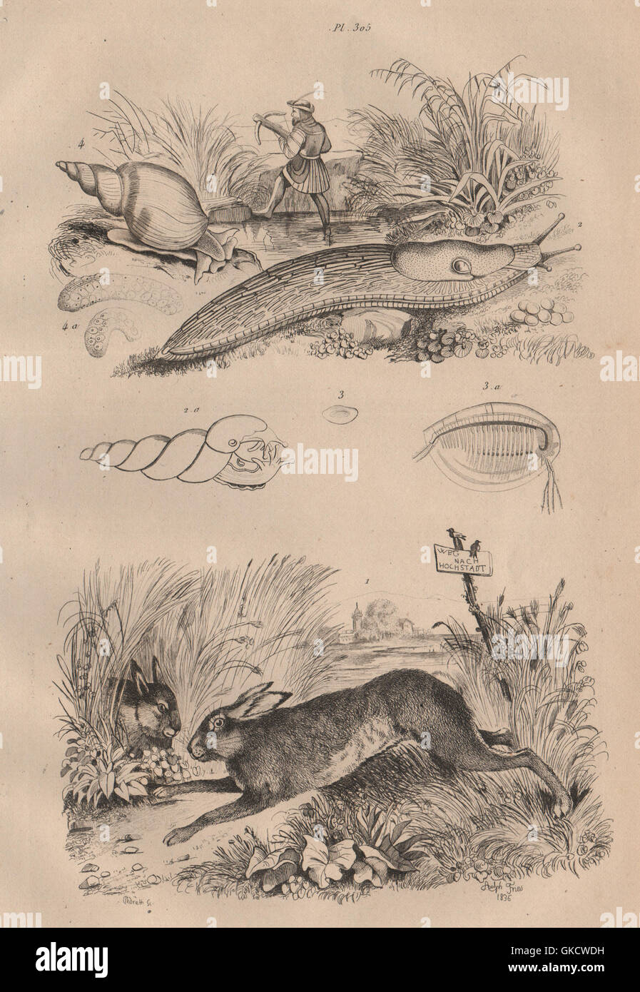 Lièvre (lepre). Limace (slug). Limnadie. Lymnaea stagno (lumaca), antica stampa 1834 Foto Stock