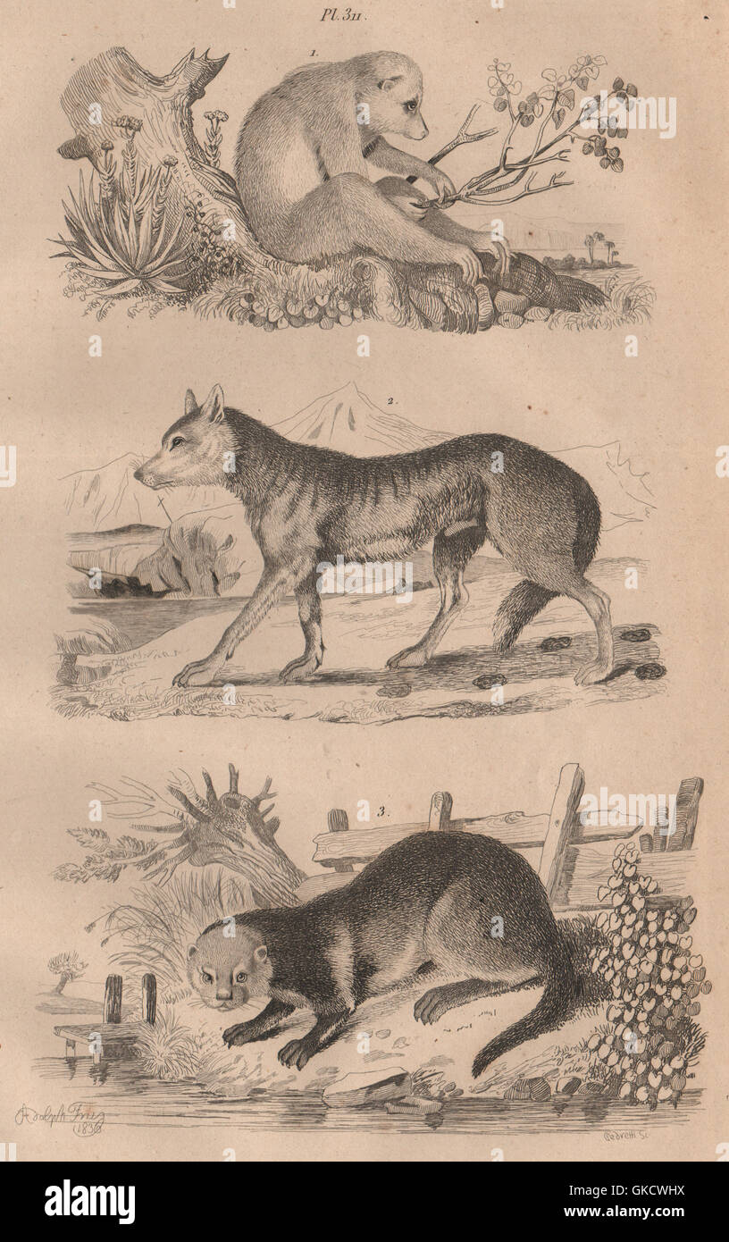 Mammiferi: Loris. Loup (Wolf). Loutre (Otter), antica stampa 1834 Foto Stock