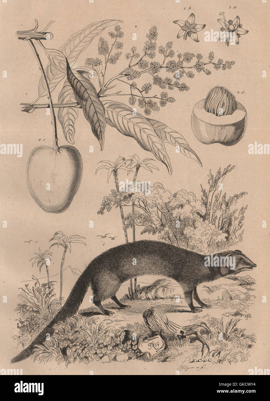 Mammiferi: Mangouste (Mongoose). Manguier (albero di mango), antica stampa 1834 Foto Stock