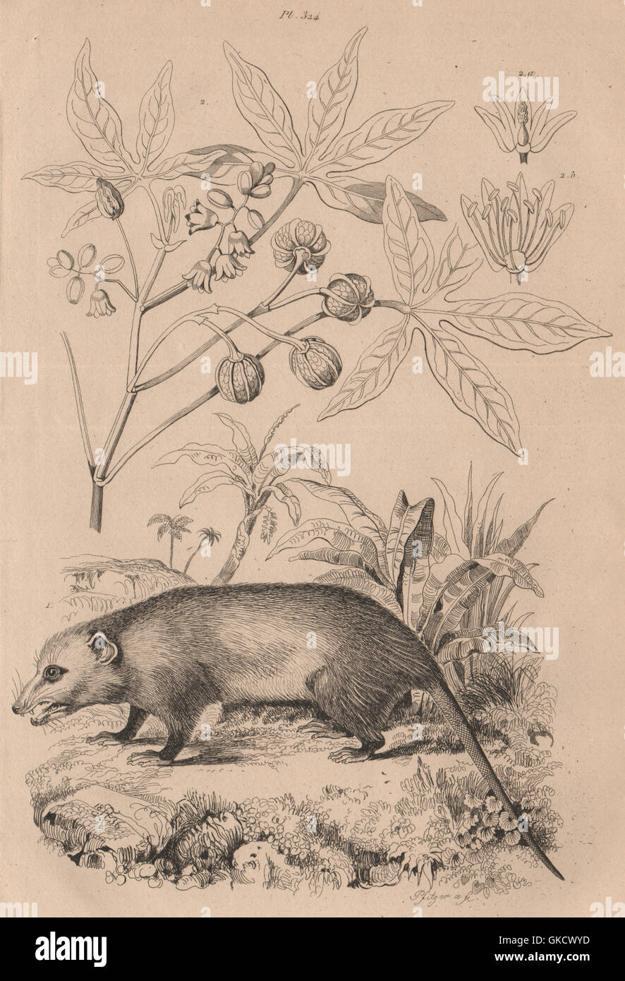 Manicou/Didelphis Opossum americano. Bicolor orecchie. Marsupiale. Radici di manioca/Manioca 1834 Foto Stock