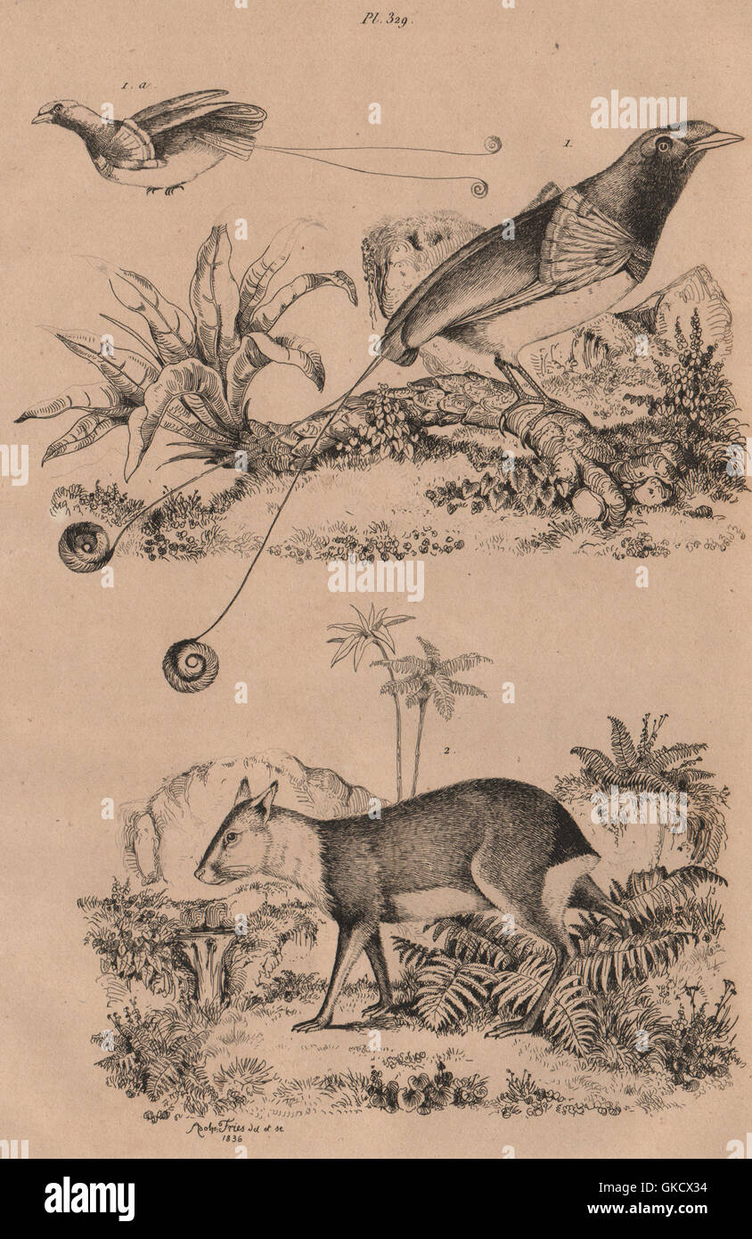 Gli uccelli/roditori: Manucode (Re degli uccelli del paradiso). Mara, antica stampa 1834 Foto Stock