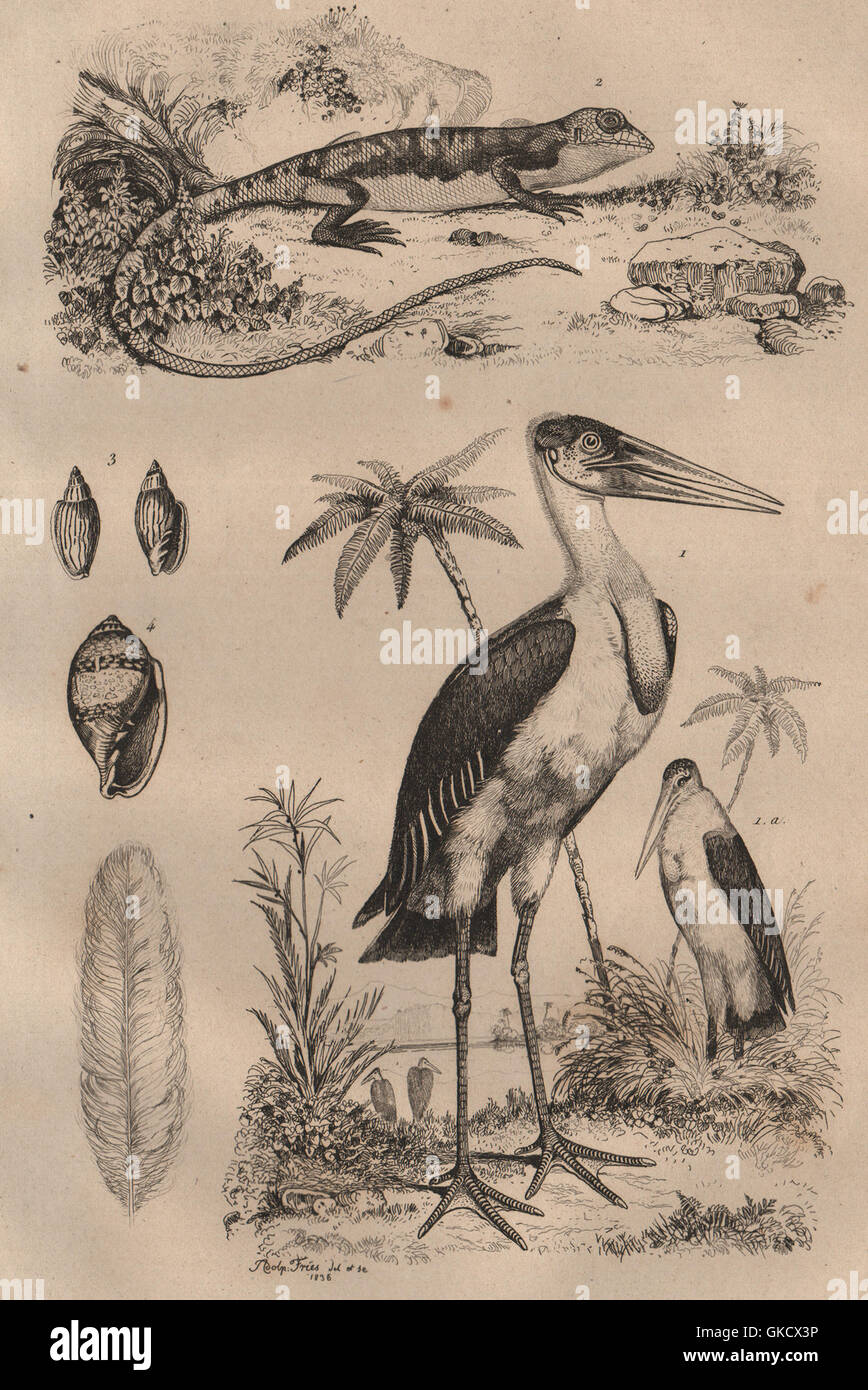 Marabou Stork. Marbré (newt in marmo). Marginella, antica stampa 1834 Foto Stock