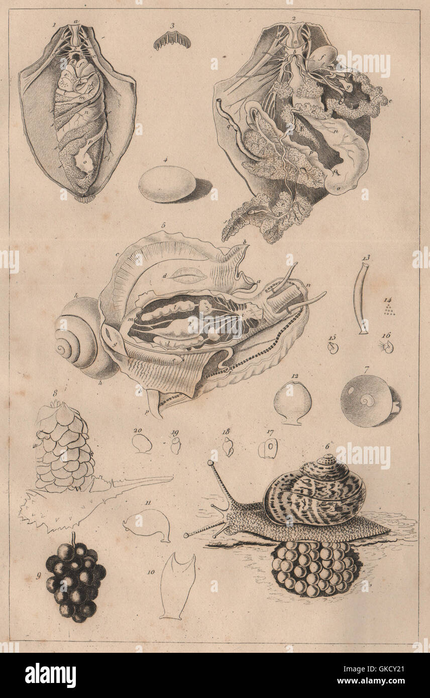 Molluschi: Mollusques. Anatomia I, antica stampa 1834 Foto Stock