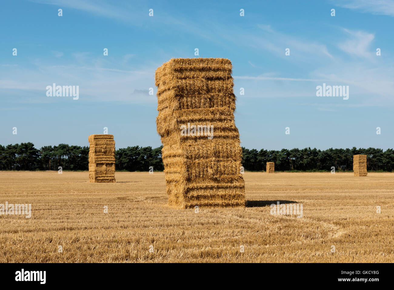 Grandi balle di paglia di pile, Shottisham, Suffolk, Regno Unito. Foto Stock