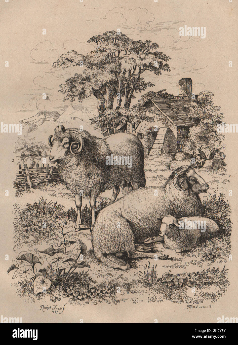 Gli ovini: LUNGA CODA DI PECORA. Merino. Mouton à grosse coda. Mouton Mérinos, 1834 Foto Stock