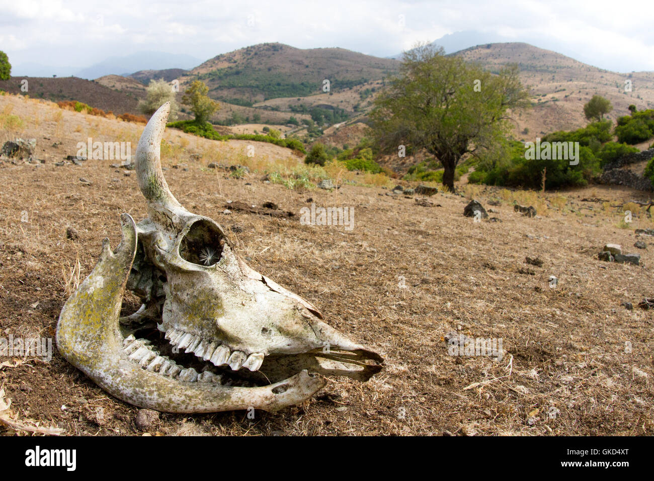 Il teschio di mucca con le corna in secco e selvaggio paesaggio della Corsica, Francia Foto Stock