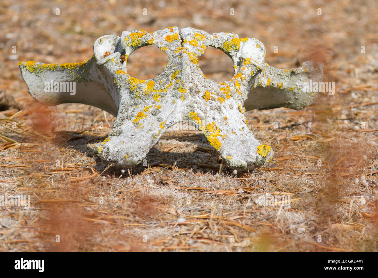 Vecchia mucca selvatica le ossa, bacino che assomigliano a un alieno cranio Foto Stock