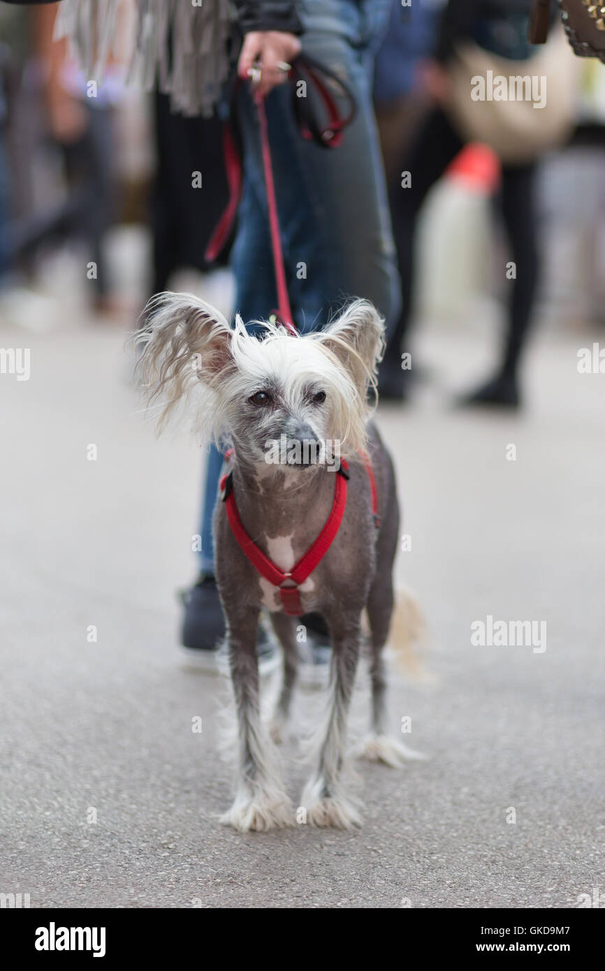 Chinese Crested Dog, Canis lupus familiaris, al guinzaglio. Foto Stock