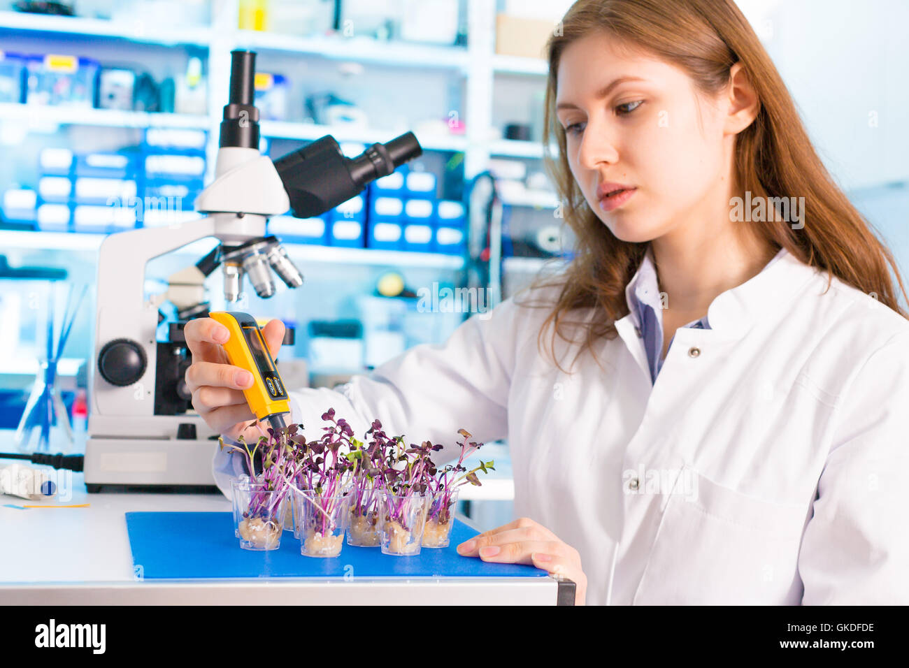 Ricerca di piante OGM in laboratorio microbiologico Foto Stock
