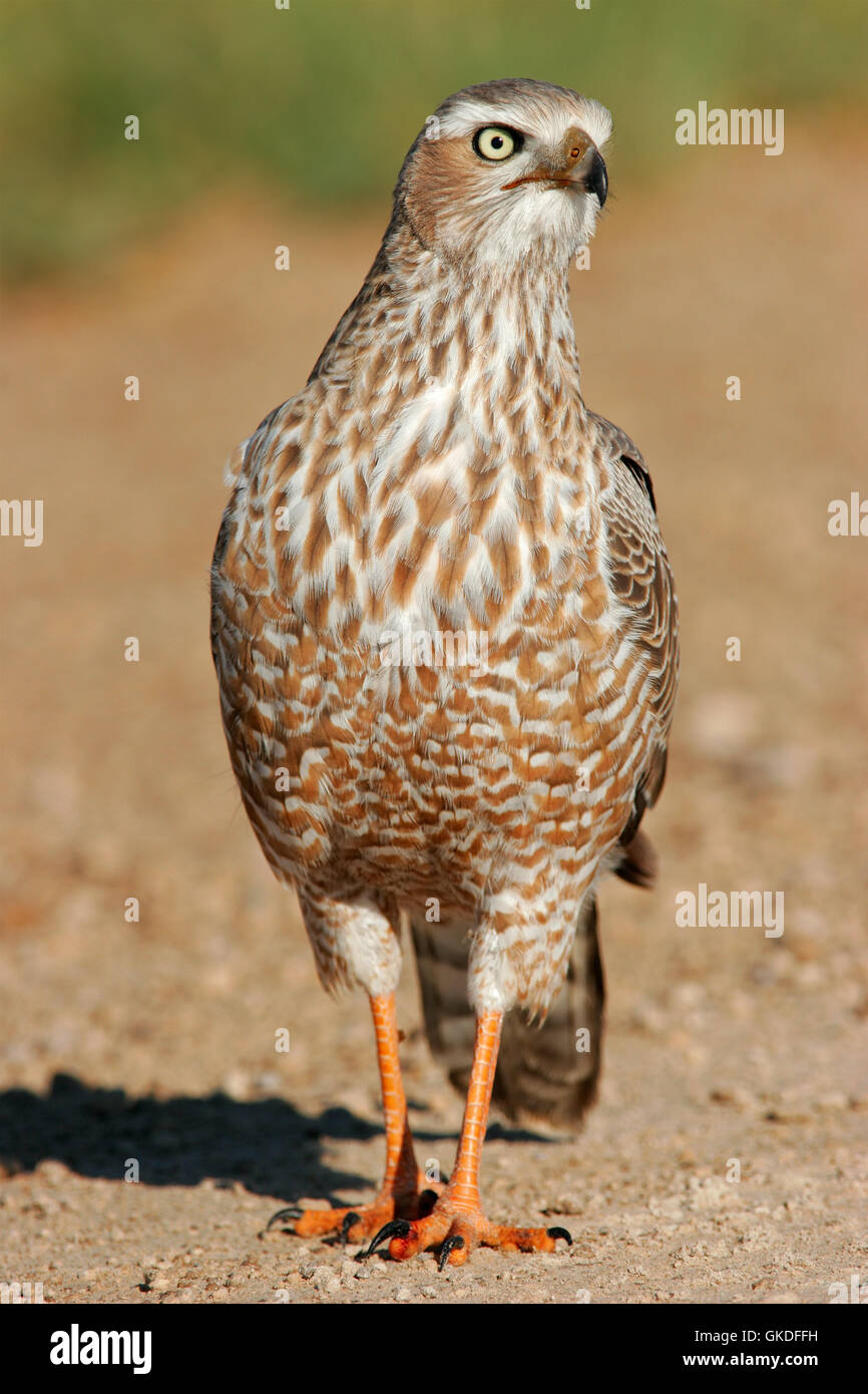 gambe tette grandi Foto Stock
