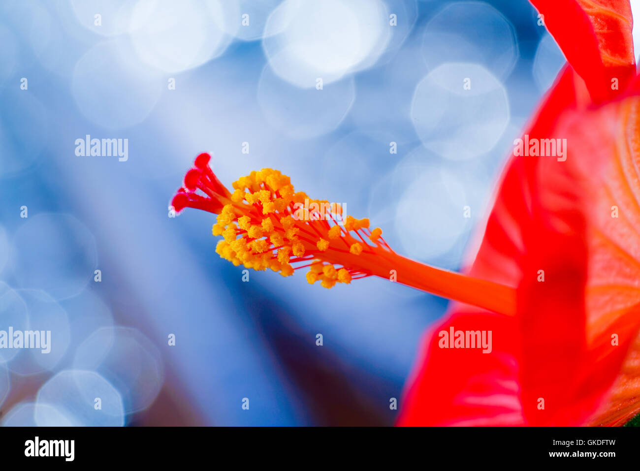 Rosso di fiori di ibisco su sfondo blu Foto Stock