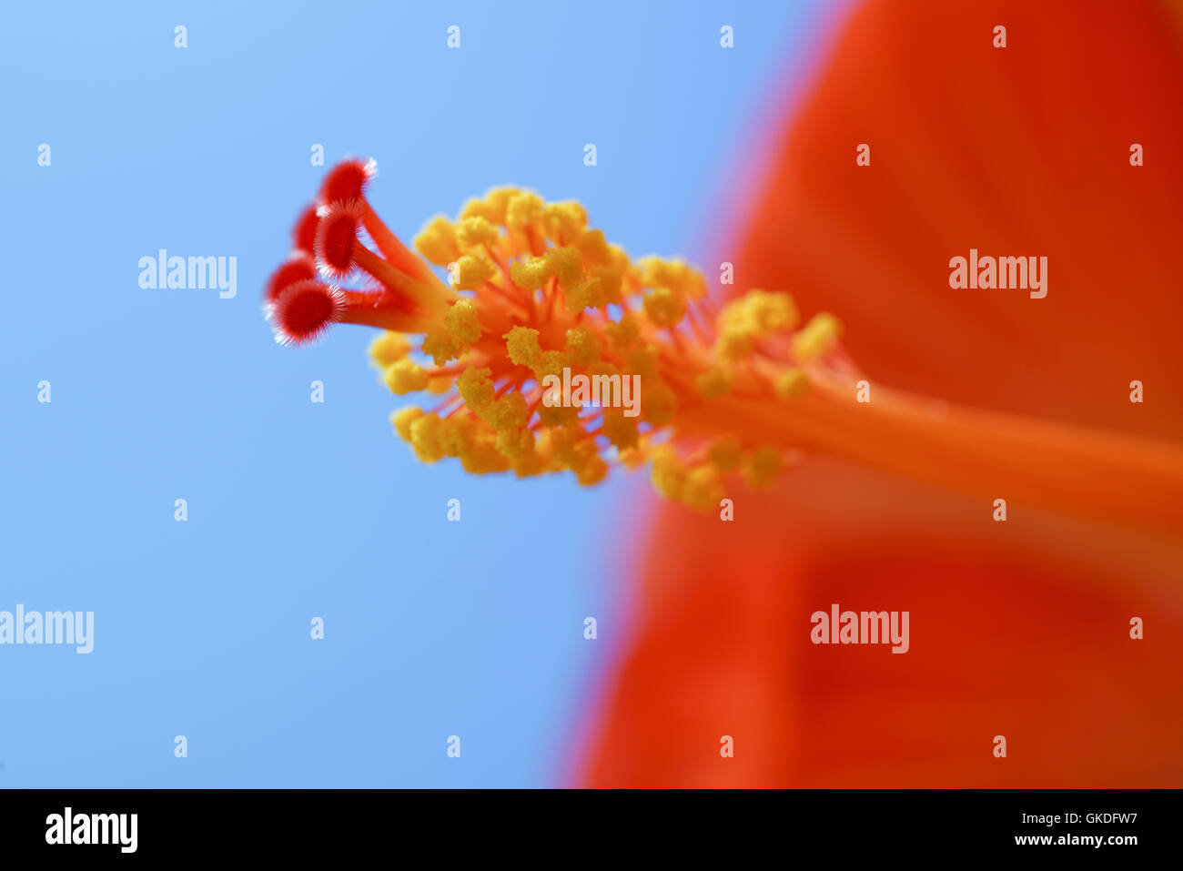 Rosso di fiori di ibisco su sfondo blu Foto Stock