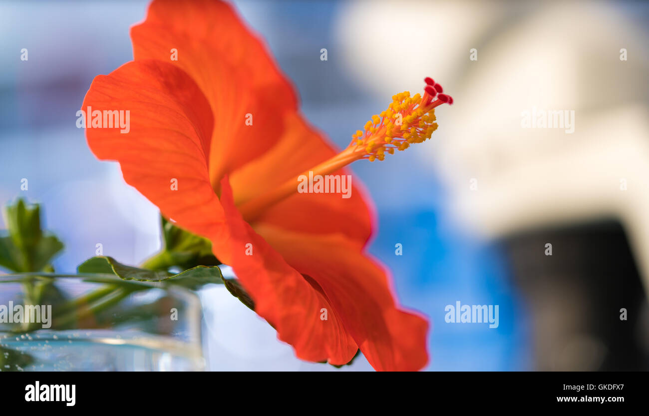 Rosso di fiori di ibisco su sfondo blu Foto Stock