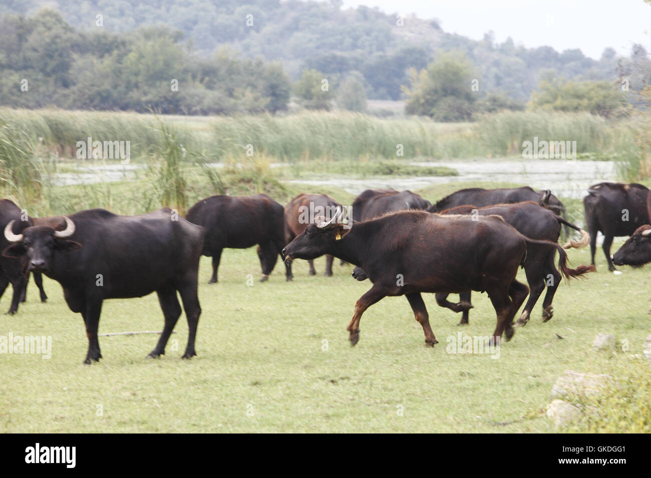 Bufalo d'acqua lascia il lago a pascolare sulle rive del lago di Kerkini nella regione a nord della Macedonia greca, grecia Foto Stock