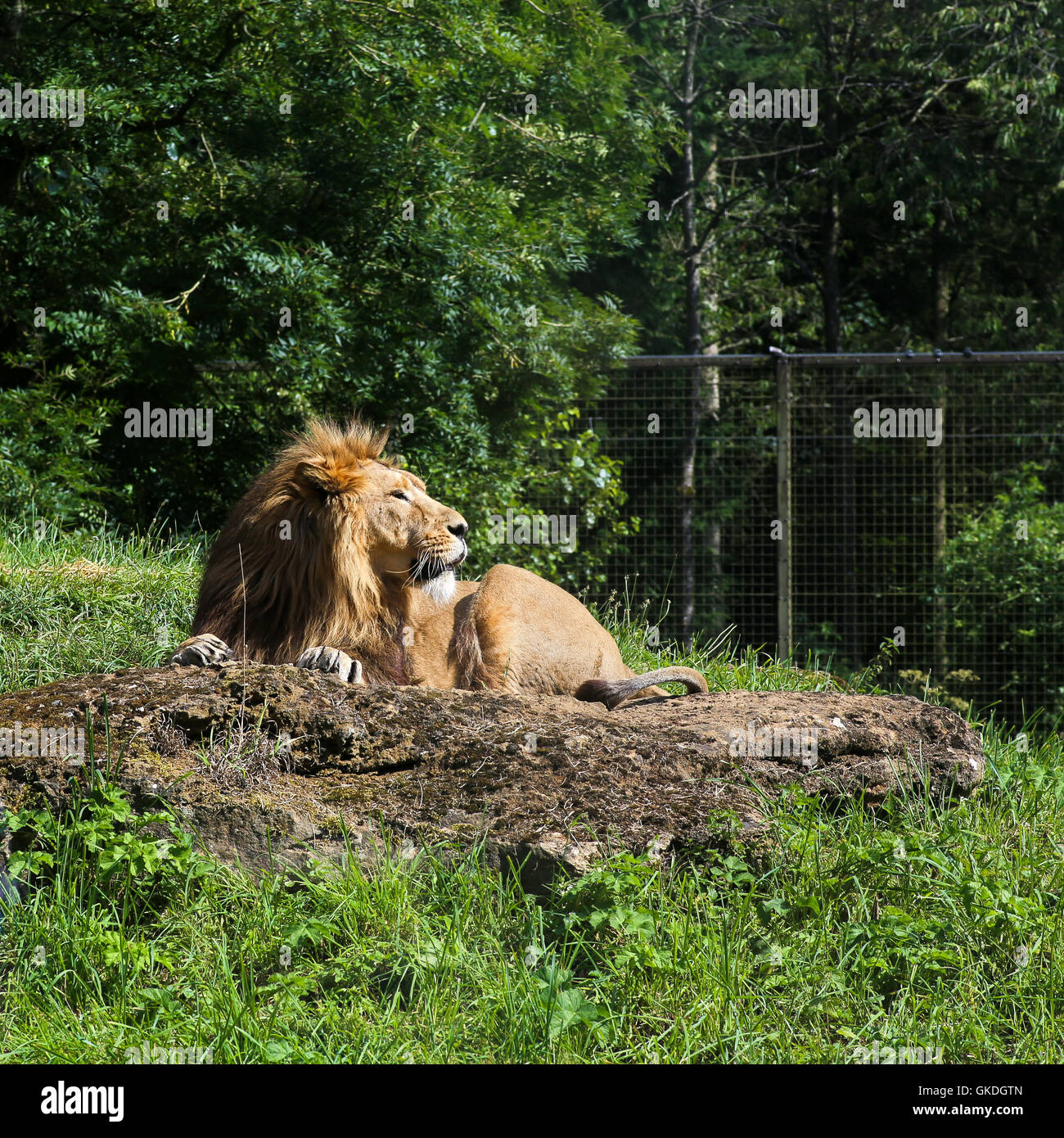 Lion poggiante sulla roccia nel giardino zoologico con sfondo verde Foto Stock