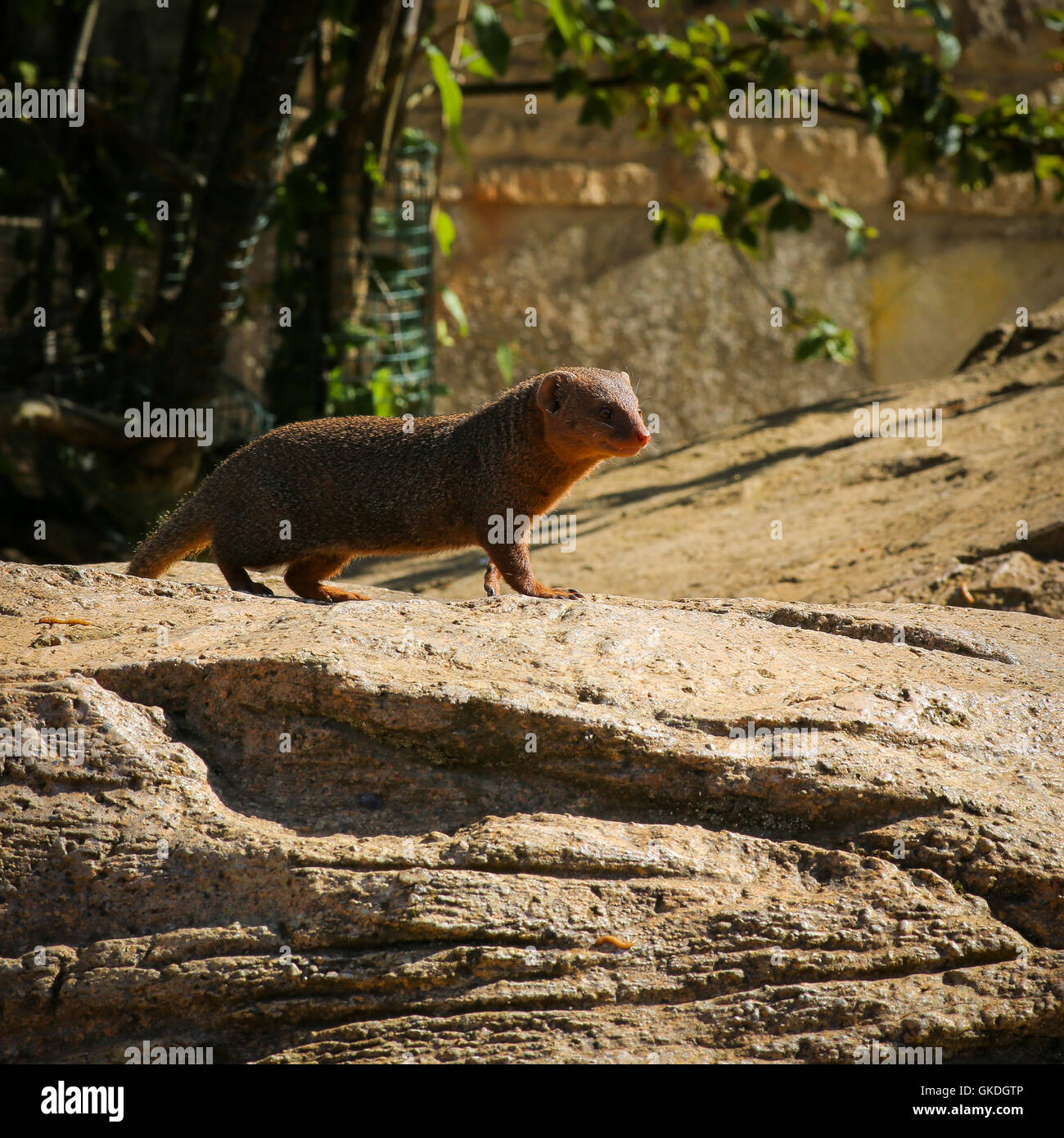 La mangusta nana Helogale parvaula su una roccia guardando intorno Foto Stock