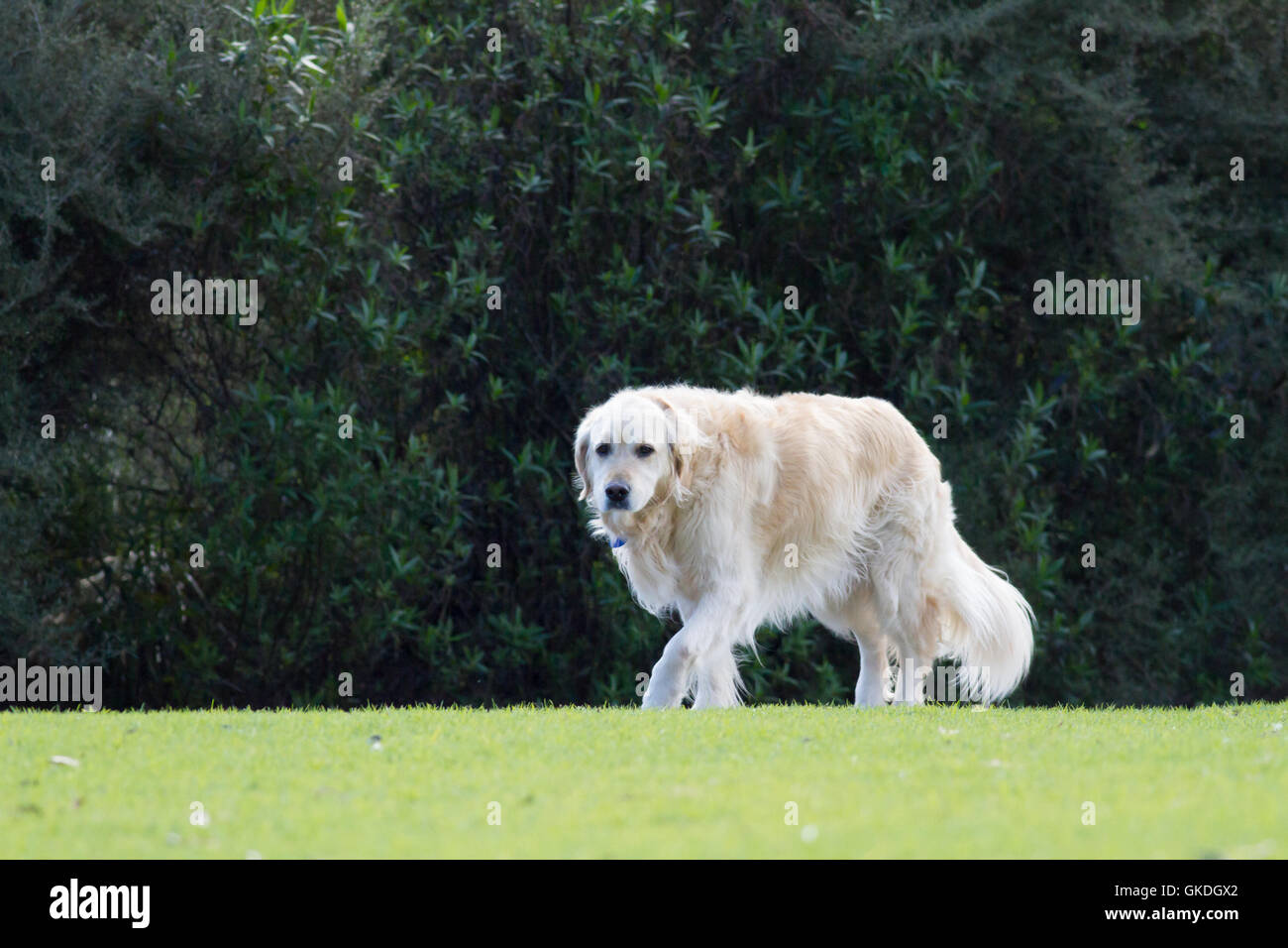 Cane da compagnia a piedi lungo un sentiero Foto Stock