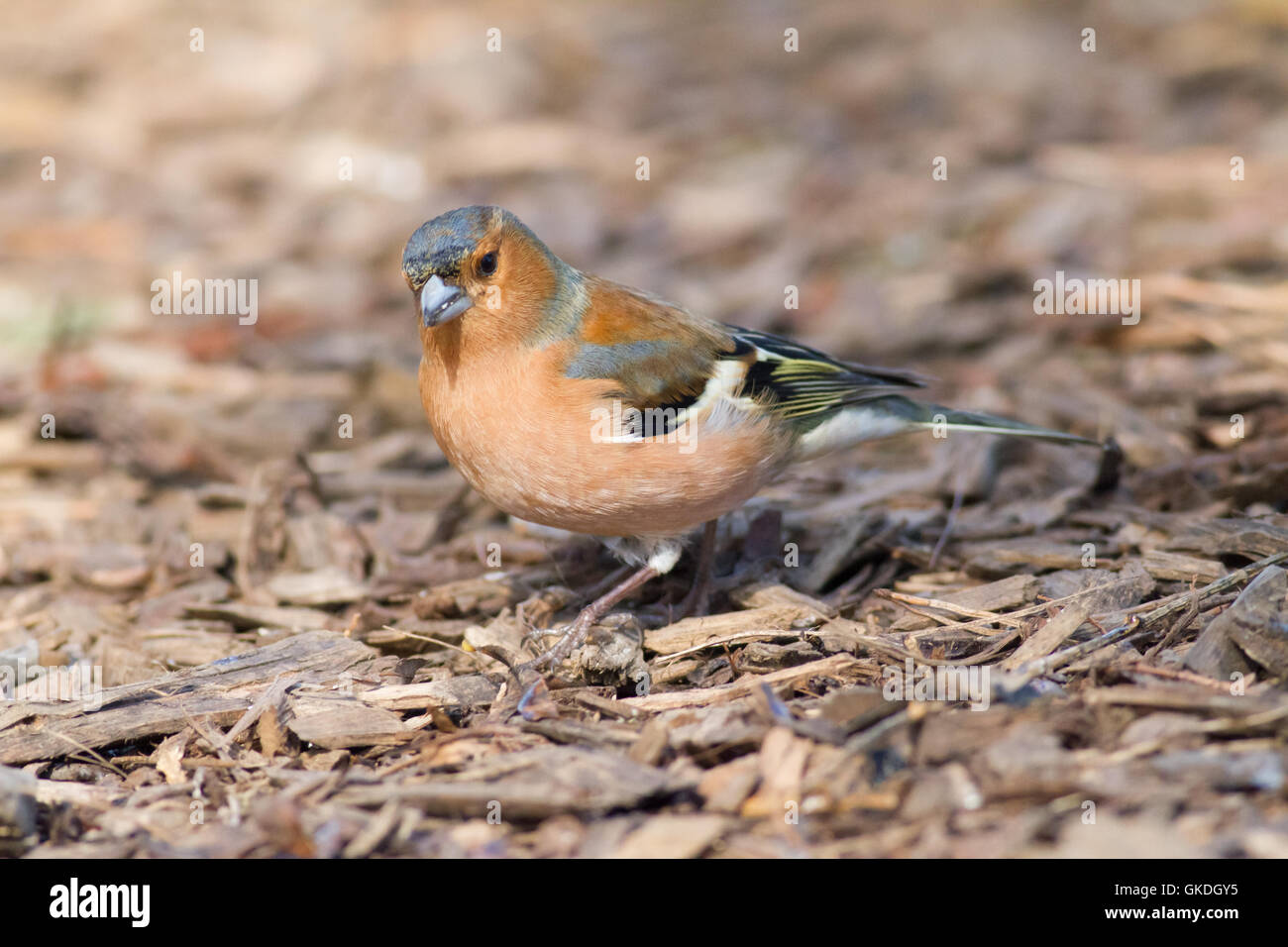 Fringuello Fringilla coelebs bird rovistando per alimenti Foto Stock