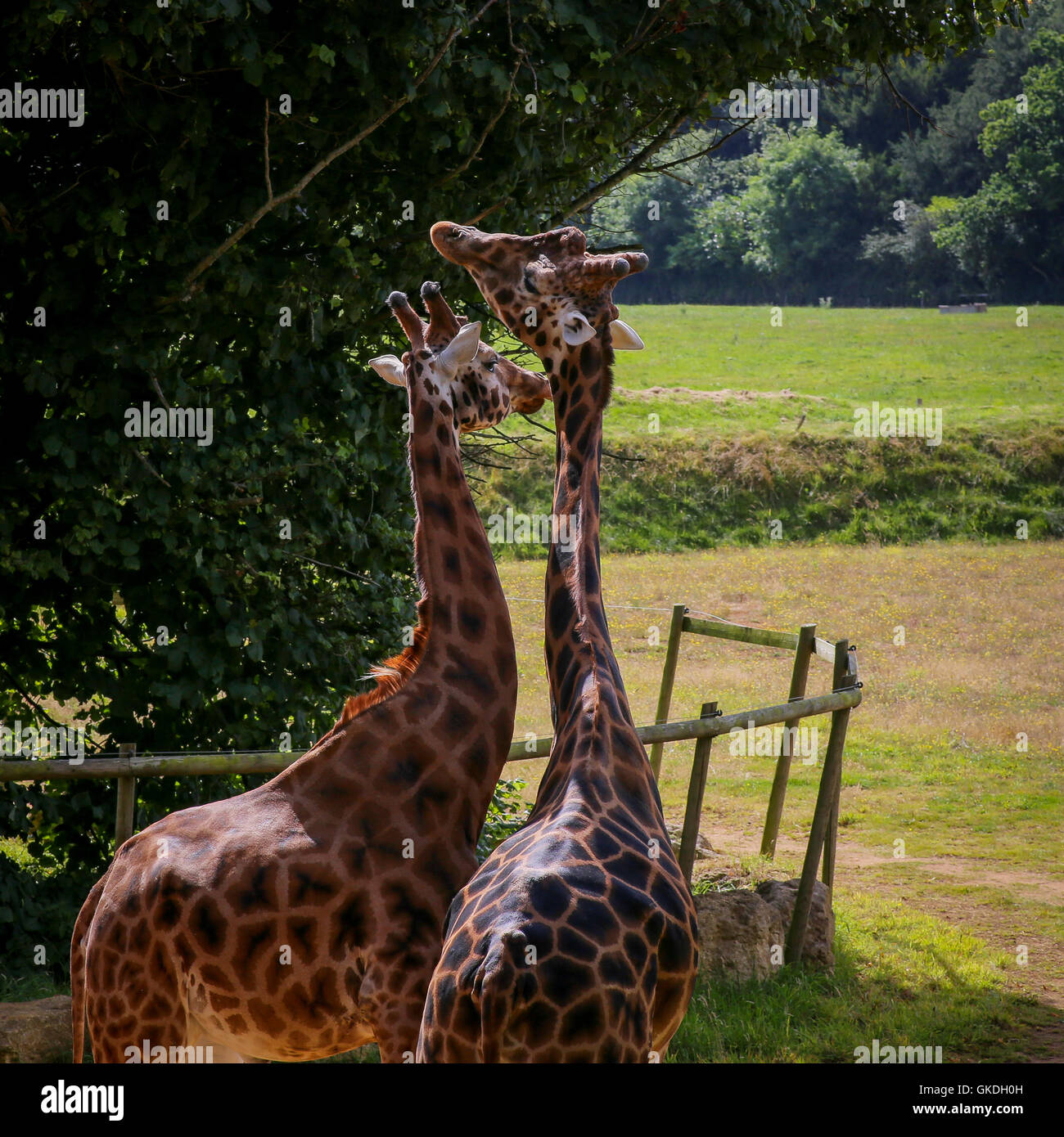 La giraffa coppia di legame e un vincolo saldo con il collo in zoo Foto Stock