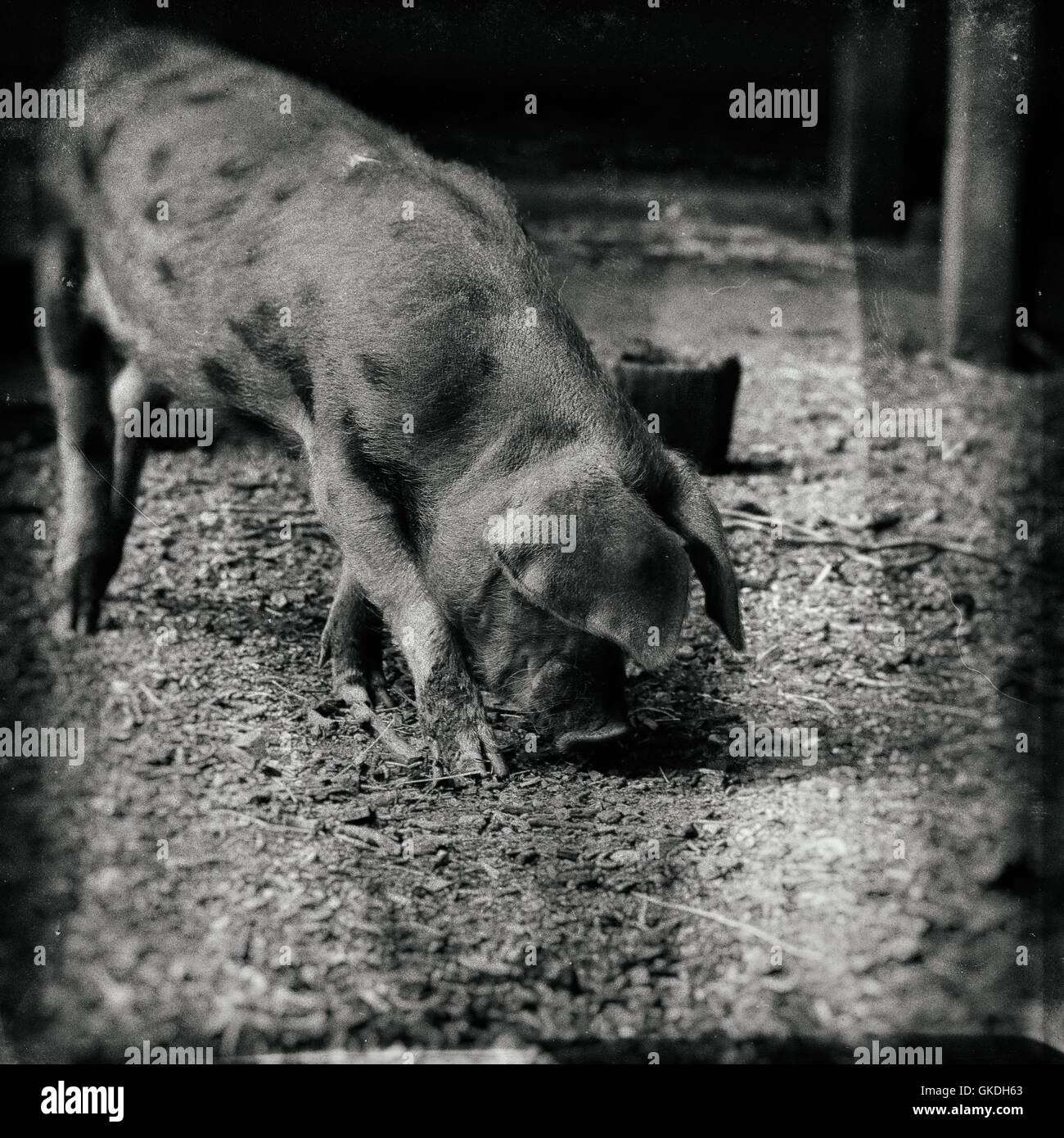 Oxford Sandy e maialino nero brown spotted pig, piastra umida, guardare foto in bianco e nero Foto Stock