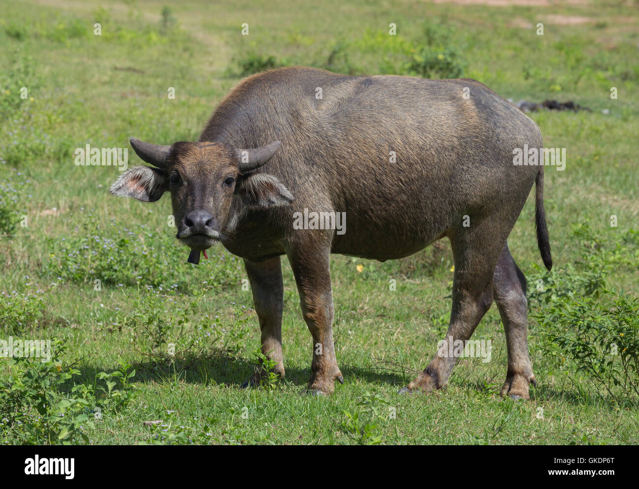Bufalo d'acqua nel campo di erba Foto Stock Bufalo d'acqua nel campo di erba Foto Stock