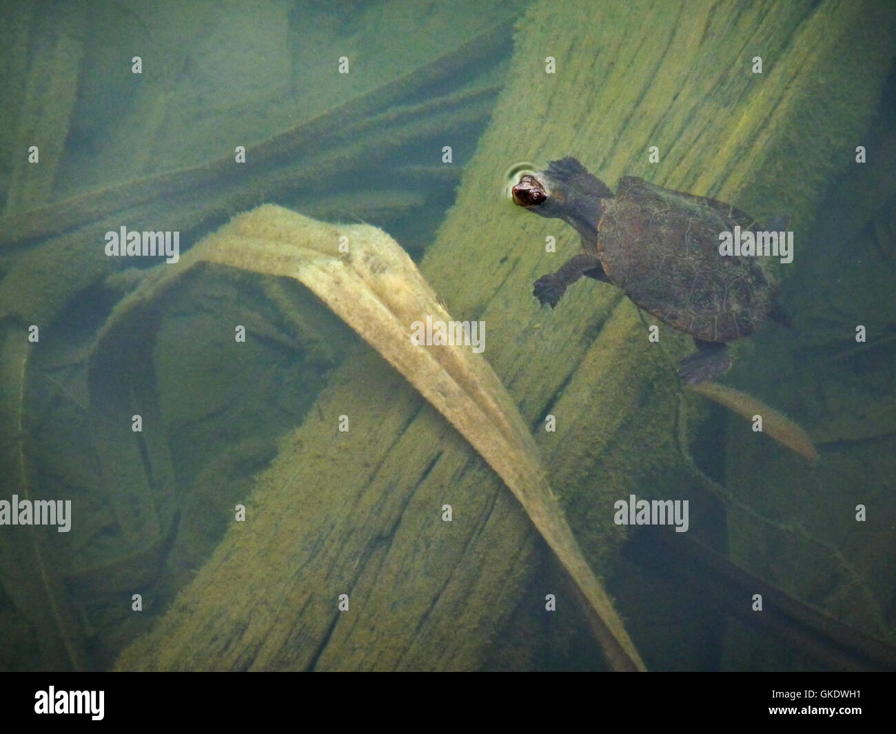 P1020471 Turtle prendendo un respiro nel lago Eacham Cairns Tabella Terre Queensland Australia Foto Stock