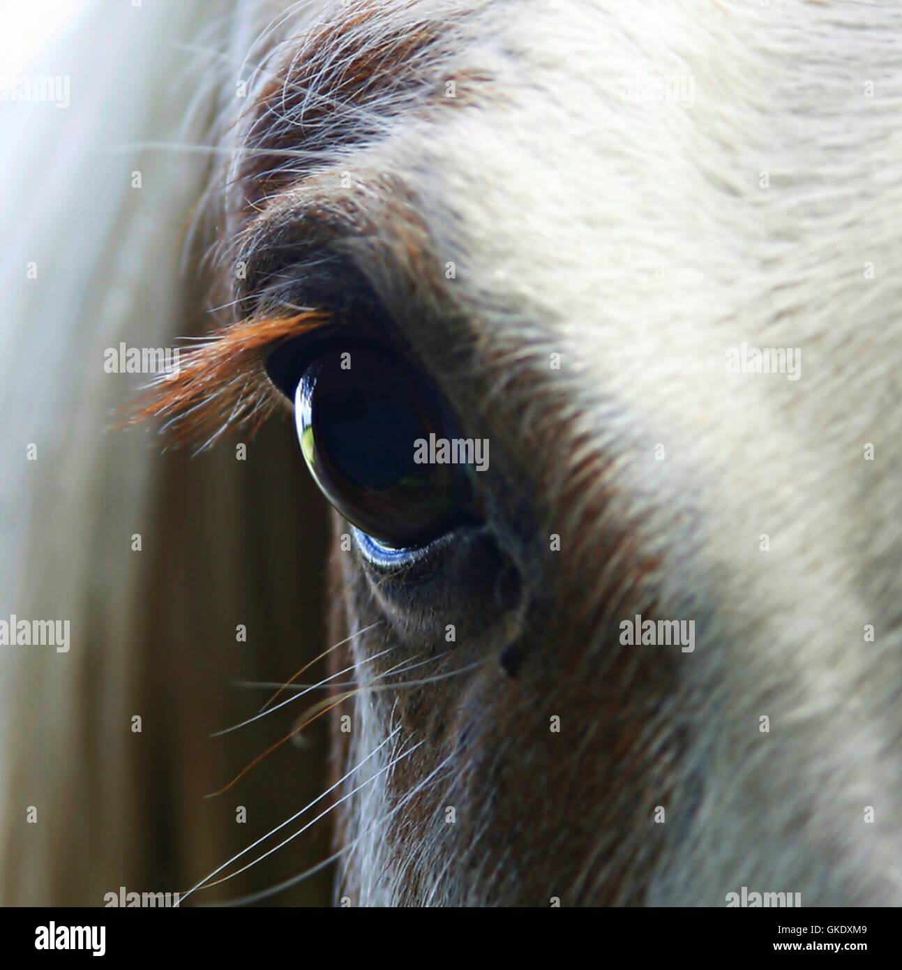 Cavallo faccia marrone Foto Stock