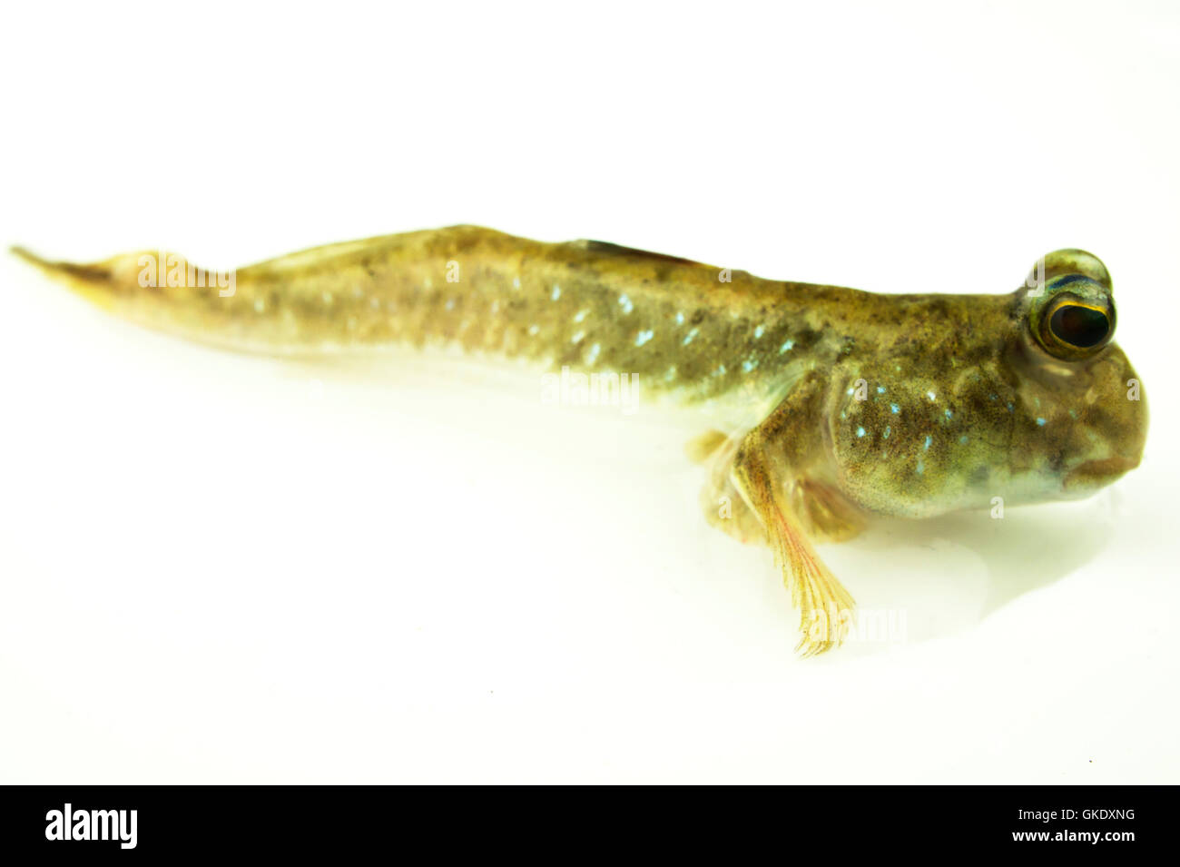 Mudskipper Foto Stock