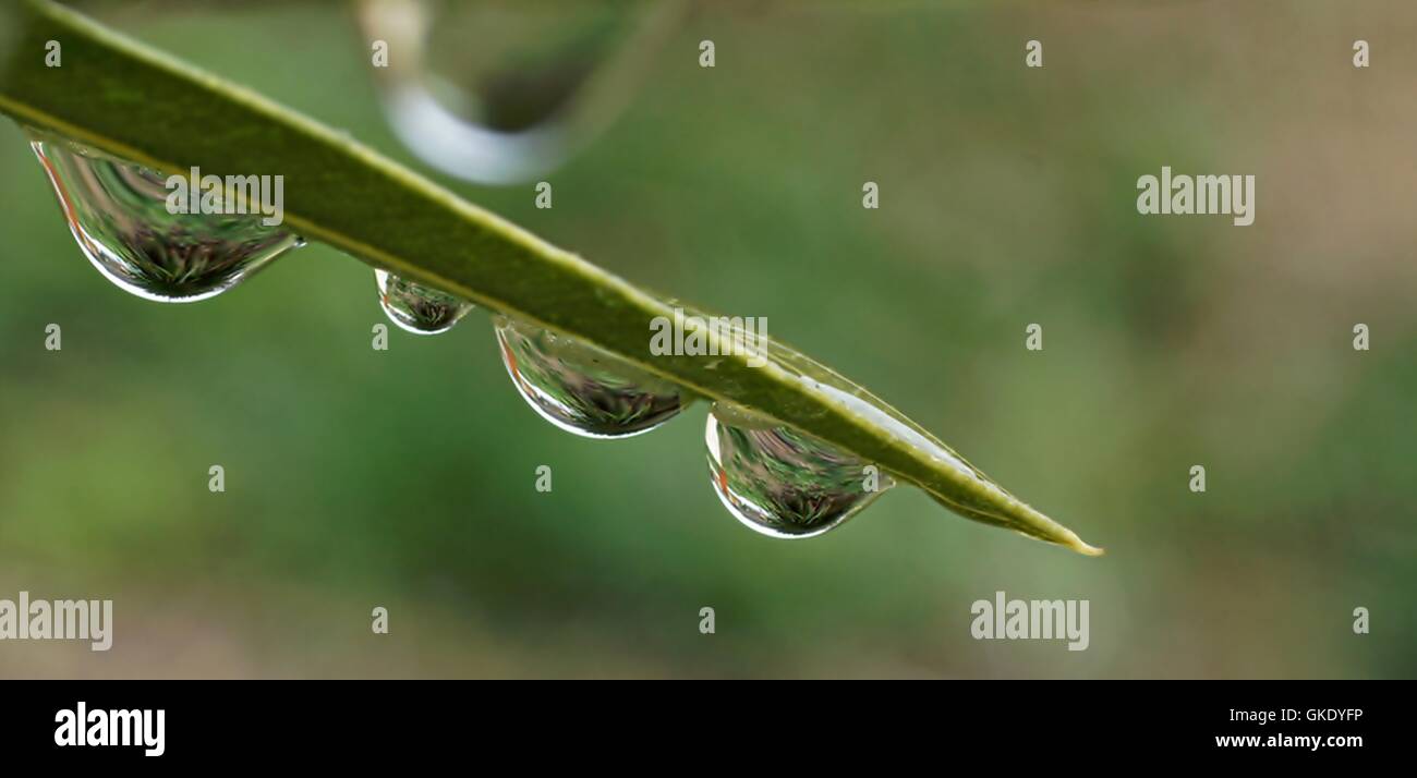 Gocce verde foglia Foto Stock