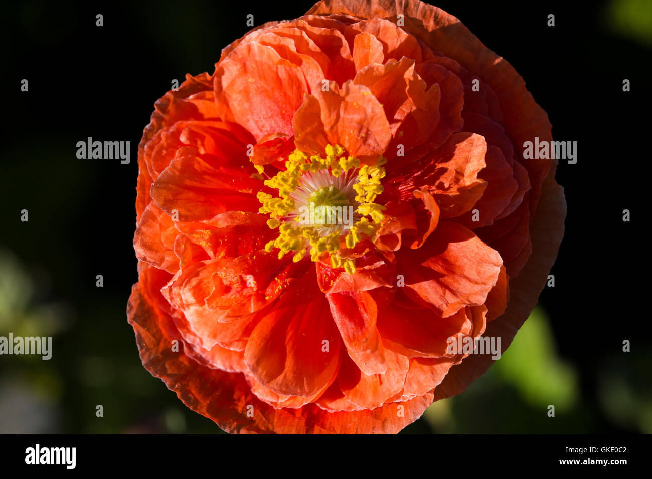 Papaver somniferum, del papavero in giardino Foto Stock