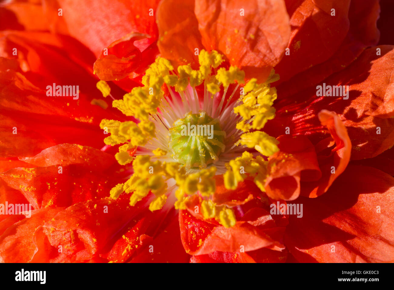 Papaver somniferum, del papavero in giardino Foto Stock